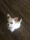 Chihuahua Puppies for sale in Anna, TX 75409, USA. price: $450