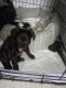 Chihuahua Puppies for sale in Commerce City, CO, USA. price: $300