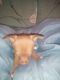 Chihuahua Puppies for sale in Stover, MO 65078, USA. price: NA