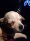 Chihuahua Puppies for sale in Stockton, CA 95207, USA. price: $650