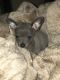 Chihuahua Puppies for sale in Safford, AZ, USA. price: NA