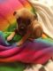 Chihuahua Puppies for sale in Tacoma, WA 98444, USA. price: $500
