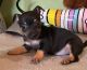 Chihuahua Puppies for sale in OH-13, Ohio, USA. price: NA
