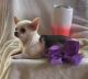 Chihuahua Puppies for sale in OH-13, Ohio, USA. price: NA