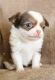 Chihuahua Puppies for sale in Muskogee, OK, USA. price: $1,200
