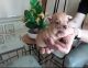 Chihuahua Puppies for sale in Texas City, TX, USA. price: NA