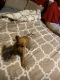 Chihuahua Puppies for sale in Kansas City, MO, USA. price: $550