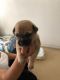 Chihuahua Puppies for sale in W Wilson Ave, Orange, CA 92867, USA. price: NA