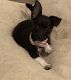 Chihuahua Puppies for sale in Pearland, TX, USA. price: $500