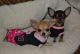 Chihuahua Puppies for sale in BLNG SPG LKS, NC 28461, USA. price: $565