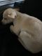 Chihuahua Puppies for sale in Champlin, MN 55316, USA. price: NA