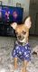Chihuahua Puppies for sale in Oak Harbor, WA 98277, USA. price: $100