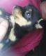Chihuahua Puppies for sale in Rome, GA, USA. price: NA