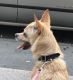 Chihuahua Puppies for sale in The Bronx, NY, USA. price: NA