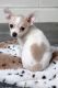 Chihuahua Puppies for sale in Clearwater, FL, USA. price: $380