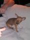 Chihuahua Puppies for sale in Burleson, TX, USA. price: $400