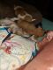 Chihuahua Puppies for sale in Fort Collins, CO 80524, USA. price: $300