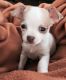 Chihuahua Puppies for sale in Spokane, WA 99206, USA. price: $600