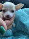 Chihuahua Puppies for sale in Worcester, MA, USA. price: $1,475
