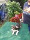 Chihuahua Puppies for sale in Gahanna, OH 43230, USA. price: NA