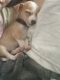 Chihuahua Puppies for sale in Clarksville, TN, USA. price: NA