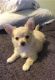 Chihuahua Puppies for sale in Charleston, WV, USA. price: $500