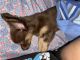 Chihuahua Puppies for sale in Barstow, CA 92311, USA. price: $500