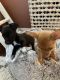Chihuahua Puppies for sale in Scottsdale, AZ, USA. price: NA