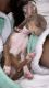 Chihuahua Puppies for sale in Strongsville, OH, USA. price: NA