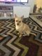 Chihuahua Puppies for sale in 743 E El Camino Real, Sunnyvale, CA 94087, USA. price: $400