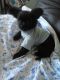 Chihuahua Puppies for sale in Commerce City, CO, USA. price: $300