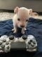 Chihuahua Puppies for sale in San Leandro, CA, USA. price: NA