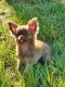 Chihuahua Puppies for sale in Lexington, SC, USA. price: NA