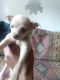 Chihuahua Puppies for sale in Burien, WA, USA. price: $1,250