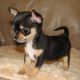 Chihuahua Puppies for sale in Paris, TN 38242, USA. price: NA