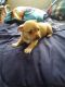 Chihuahua Puppies for sale in 4133 E Moreland St, Phoenix, AZ 85008, USA. price: NA