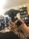 Chihuahua Puppies for sale in Chandler, AZ, USA. price: NA