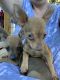 Chihuahua Puppies for sale in Pikeville, NC 27863, USA. price: NA
