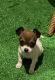 Chihuahua Puppies for sale in Gaithersburg, MD, USA. price: NA