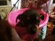 Chihuahua Puppies for sale in Kannapolis, NC, USA. price: $400