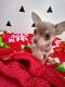 Chihuahua Puppies for sale in Louisiana, MO 63353, USA. price: $500