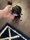 Chihuahua Puppies for sale in 7610 Fallbrook Dr, Houston, TX 77086, USA. price: NA