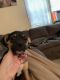 Chihuahua Puppies for sale in Middletown, CT, USA. price: $300