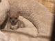 Chihuahua Puppies for sale in KY-80, Bowling Green, KY, USA. price: NA