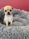 Chihuahua Puppies for sale in Washington, DC, USA. price: $400