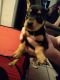 Chihuahua Puppies for sale in Mesa, AZ 85204, USA. price: NA