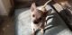 Chihuahua Puppies for sale in Julian, CA 92036, USA. price: NA