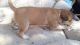 Chihuahua Puppies for sale in Bishop, TX 78343, USA. price: $200