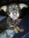 Chihuahua Puppies for sale in Sherwood, MI 49089, USA. price: NA