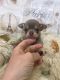 Chihuahua Puppies for sale in Elyria, OH 44035, USA. price: NA